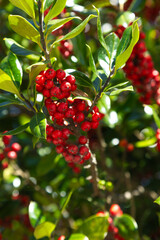 Holly branches with glossy green leaves and clusters of vibrant red berries, captured in sunlight. The image highlights the natural beauty and color contrast of the holly plant.
