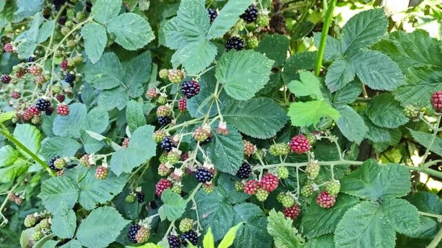 frische schwarze Brombeeren an einer Brombeerhecke, leckere Fr&uuml;chte, saftig, frisch, s&uuml;&szlig;, reif, k&ouml;stlich,Vitamine
