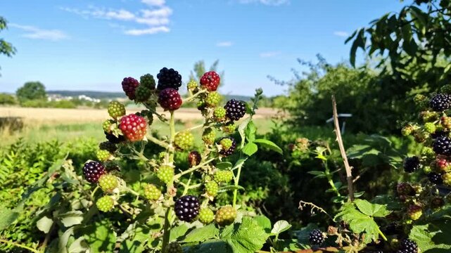 frische schwarze Brombeeren an einer Brombeerhecke, leckere Fr&uuml;chte, saftig, frisch, s&uuml;&szlig;, reif, k&ouml;stlich,Vitamine

