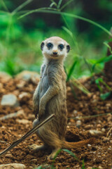 A meerkat stands upright in a natural habitat, attentively watching its surroundings with a curious expression