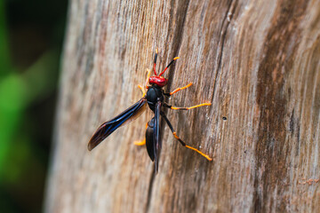 A detailed close-up shot of a vibrant wasp clinging to the textured bark of a tree, highlighting...