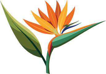 Detailed vector illustration of a bird of paradise flower. The design features vibrant orange petals and green leaves on a white background.