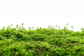 A close-up shot of lush green moss