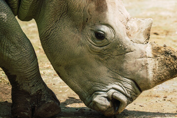 Naklejka premium A side profile of a white rhinoceros grazing on grass, highlighting the texture of its skin and the natural environment