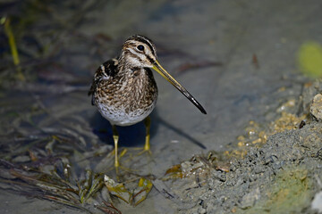 Bekassine // Common snipe (Gallinago gallinago)