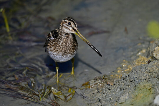 Bekassine // Common snipe (Gallinago gallinago)