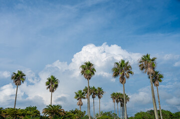 Obraz premium ヤシの木
