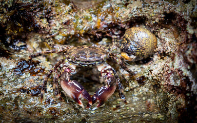 macro close up of a marbled rock crab (Pachygrapsus marmoratus) on a rock
