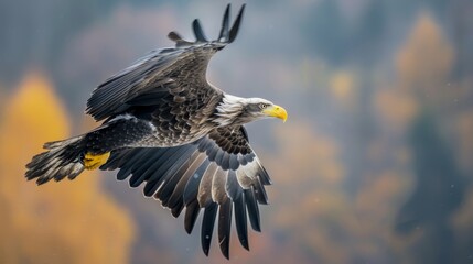 Obraz premium Close-up of a majestic eagle in flight.
