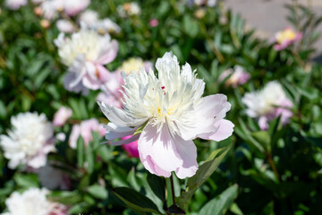 Close up of a Chinese peony (paeonia lactiflora) flower in bloom