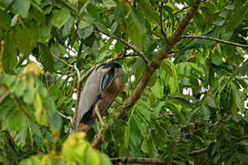picture of a boat-billed heron bird in Cano Negro in Costa Rica