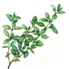 Thyme Sprig. Watercolor Herb Illustration on White Background for Aromatherapy and Healthy Living