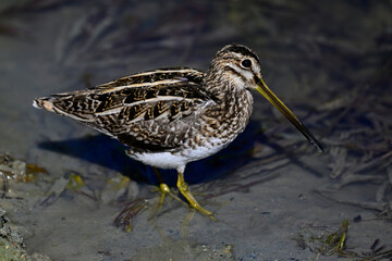 Common snipe // Bekassine (Gallinago gallinago)