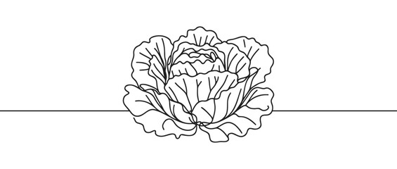 Head lettuce in continuous line art drawing style. Iceberg or crisp head lettuce design isolated on white background. Vector illustration