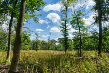 Fototapeta premium Lichtung im Diersfordter Wald bei Wesel