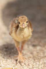 Fototapeta premium Pfau Küken