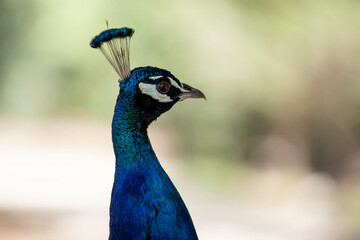 Fototapeta premium Portret Pawia