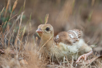 Pfau Baby