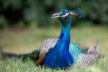 Fototapeta premium Liegender Pfau