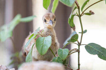 Pfau Baby