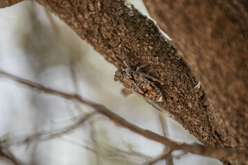 a cicade well hidden on a branch of a tree