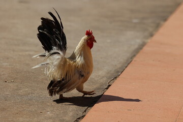 portrait of a rooster