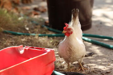 Chicken looking for food