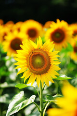 bright yellow sunflower on dark background, vertical picture