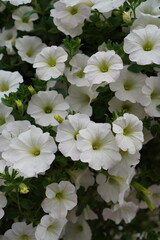 Many white petunias blooming flowers with green leaves. Background or backdrop.