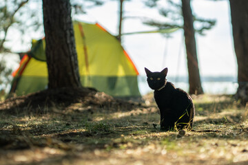 Black cat wearing gps tracker on collar during recreation with owners in forest, GPS tracking for...