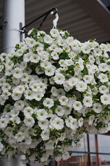 Many white petunias blooming flowers shaped as ball (round shape) in a street pot.