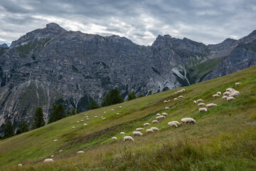 Fototapeta premium Sheep graze in a green meadow under the impressive Austrian Alps on a cloudy summer day, creating a serene and picturesque scene.