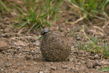 A male Dung Beetle sitting on his huge dung ball navigating, Kruger National Park.