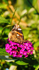 butterfly on flower