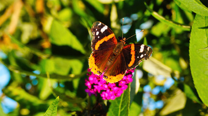 butterfly on a flower