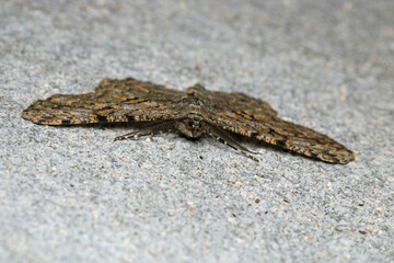 rivula sericealis insect moth macro photo