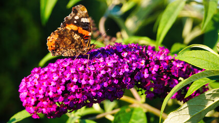 butterfly on flower