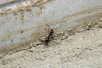 crematogaster scutellaris ant macro photo