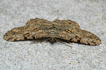 rivula sericealis insect moth macro photo