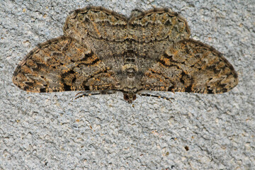 rivula sericealis insect moth macro photo