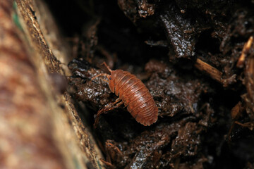 Isopods beetle animal macro photo