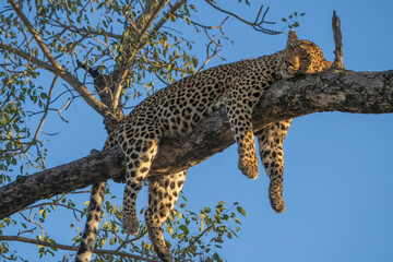A leopard with all four legs hanging down while sleeping up in a tree with a crisp blue sky as backdrop, Kruger Park