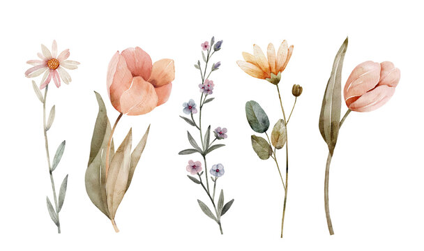 set of watercolor illustrations of flowers on a white background. hand painted for design and invitations.