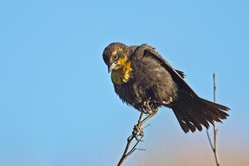 Female yellow headed blackbird looks down.