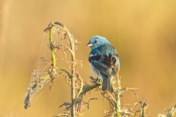 Lazuli bunting perched on a plant.
