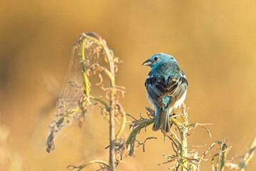 Back side of a lazuli bunting.