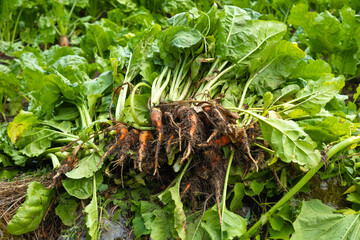 Freshly harvested beets with green tops, dirt still clinging to their roots, piled together in a field. The image captures the essence of organic farming and the vibrant, natural growth of vegetables.