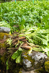 Freshly harvested beets with green tops, dirt still clinging to their roots, piled together in a field. The image captures the essence of organic farming and the vibrant, natural growth of vegetables.