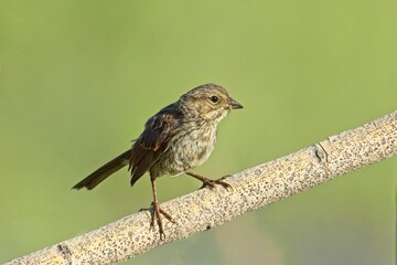 Cute song sparrow on a branch.