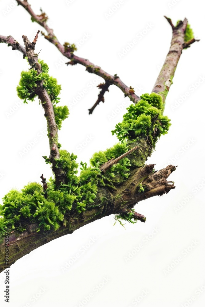Poster a close-up of a tree branch covered in lush green moss
